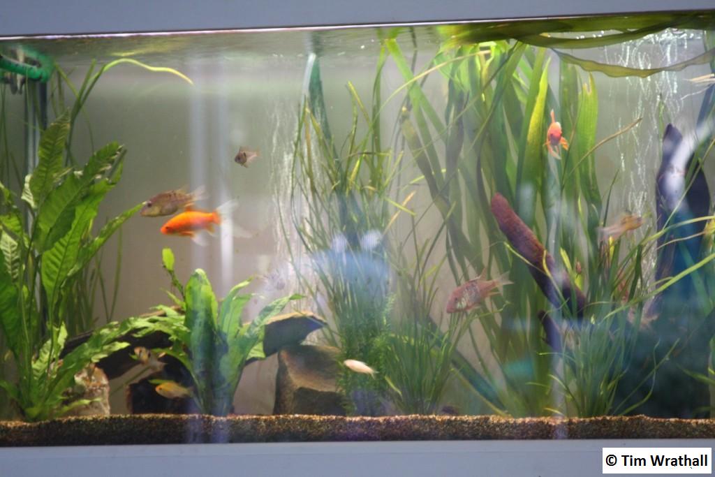 3ft Fish Tank 