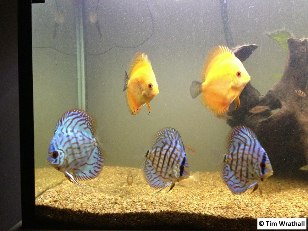 3ft with discus