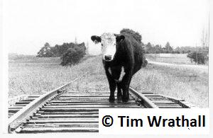 Cow on Bridge